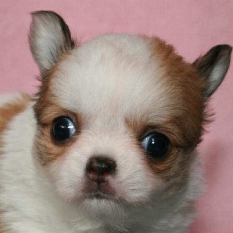 チワワ（ロングコート）