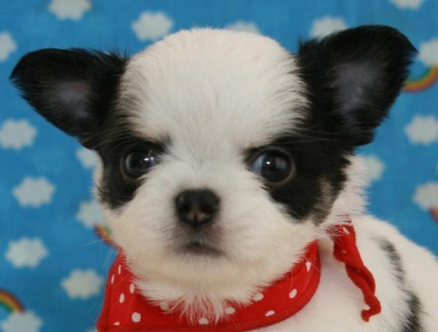 チワワ（ロングコート）