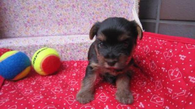 ヨークシャーテリア