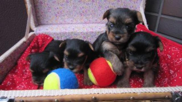 ヨークシャーテリア