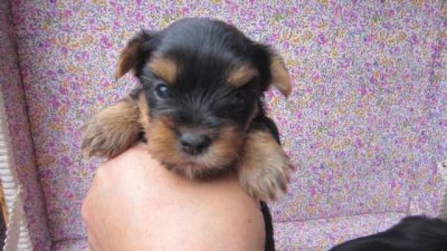 ヨークシャーテリア