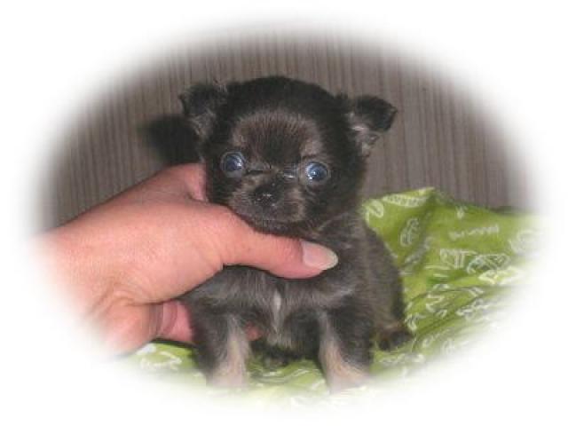 チワワ（ロングコート）