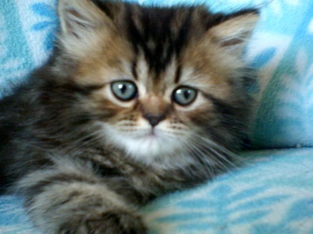 MIX（雑種）ペルシャタビー（長毛）