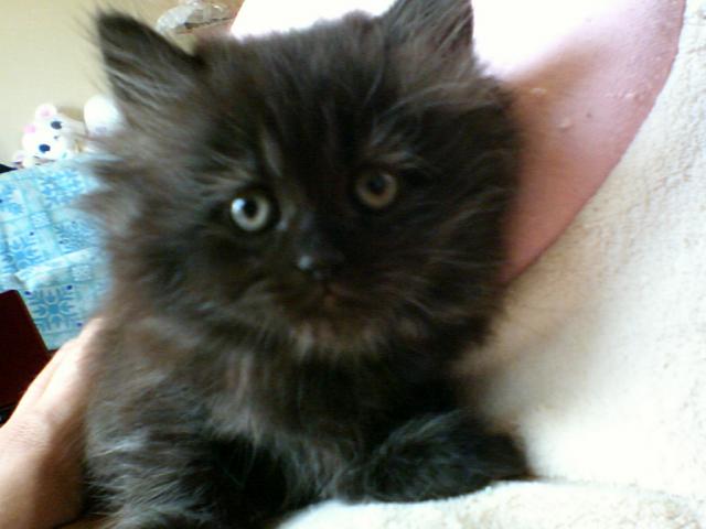 MIX（雑種）ペルシャブラック（長毛）