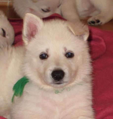 ホワイトシェパード