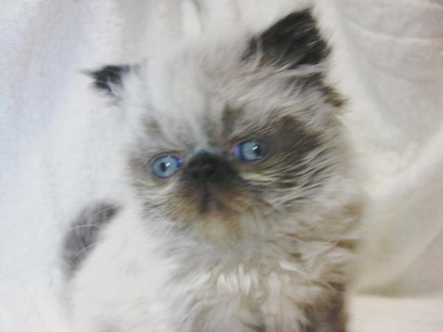 ペルシャ・ヒマラヤン