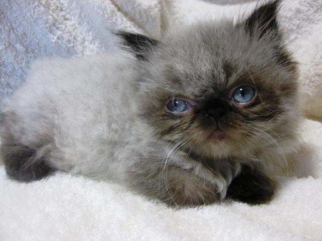 ペルシャ・ヒマラヤン