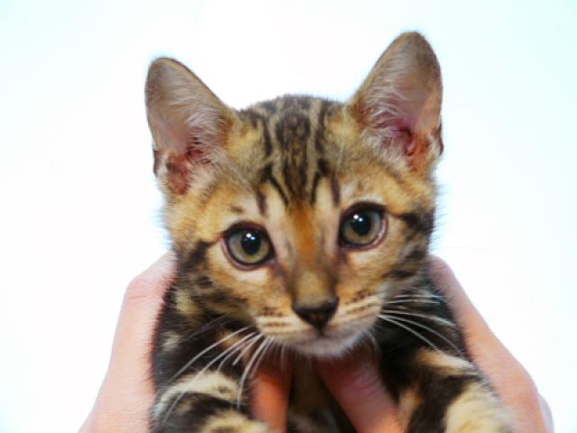 ベンガル ブラウン・マーブル☆