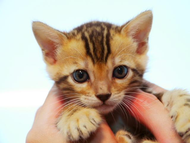 ベンガル　　ブラウン・マーブル☆