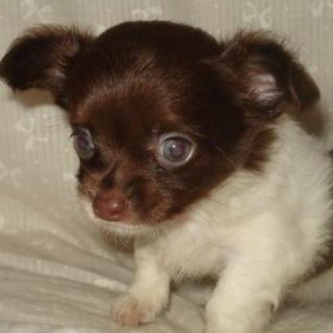 チワワ（ロングコート）