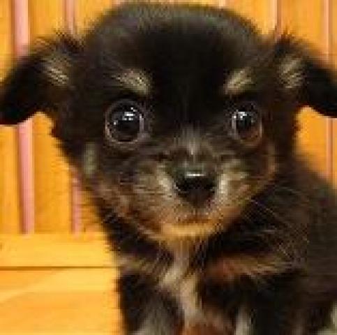 チワワ（ロングコート）