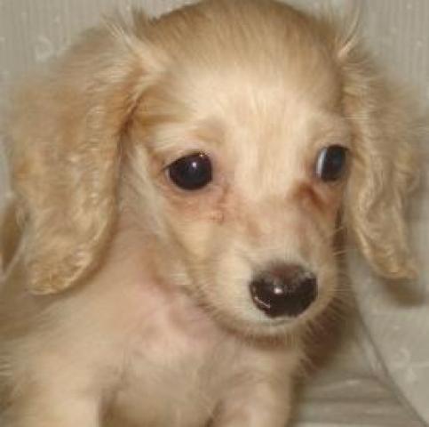 カニンヘンダックスフンド