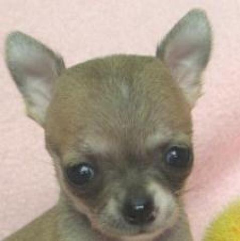 チワワ（スムースコート）