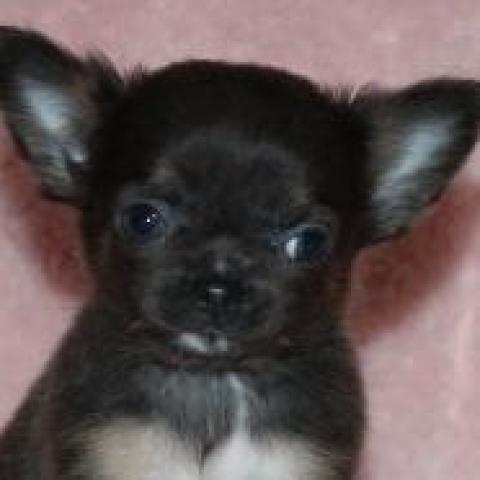 チワワ（ロングコート）