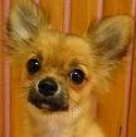 チワワ（ロングコート）