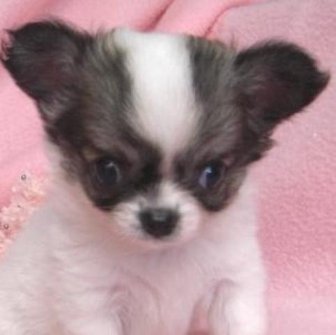 チワワ（ロングコート）