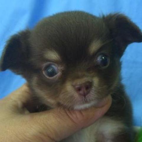 チワワ（ロングコート）