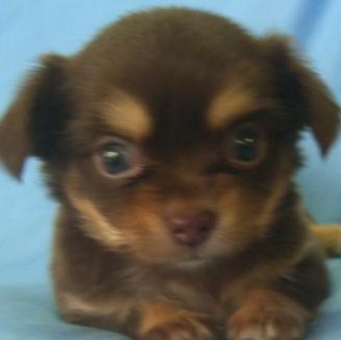 チワワ（ロングコート）