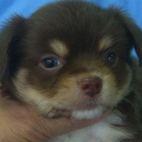 チワワ（ロングコート）