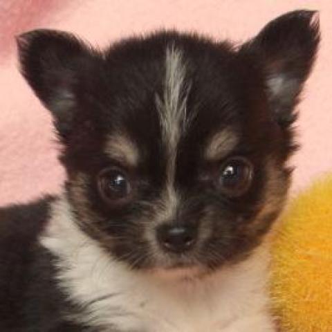 チワワ（ロングコート）