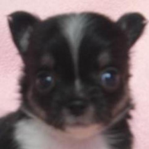 チワワ（ロングコート）