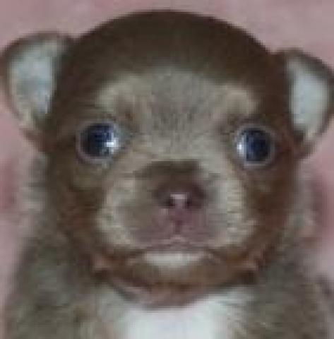 チワワ（ロングコート）