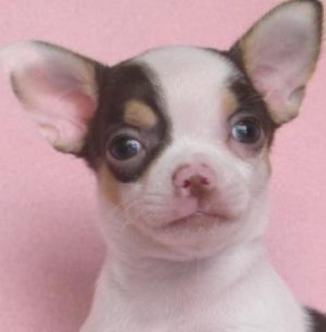 チワワ（スムースコート）