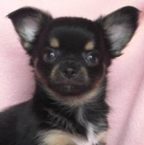 チワワ（ロングコート）