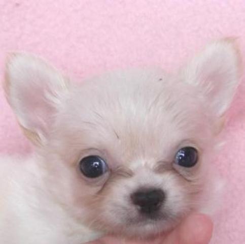 チワワ（ロングコート）