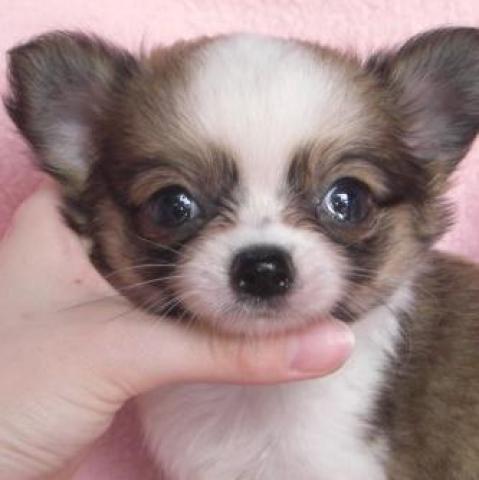 チワワ（ロングコート）