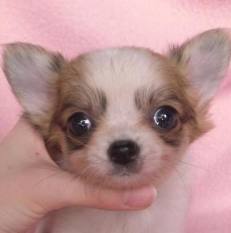 チワワ（ロングコート）