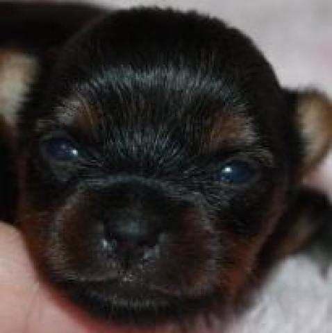 ヨークシャーテリア