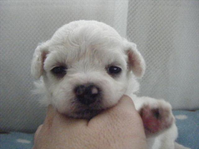 ビションフリーゼ