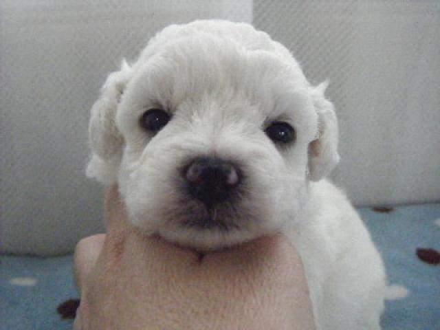 ビションフリーゼ