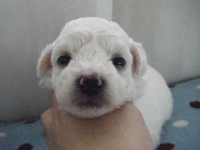 ビションフリーゼ