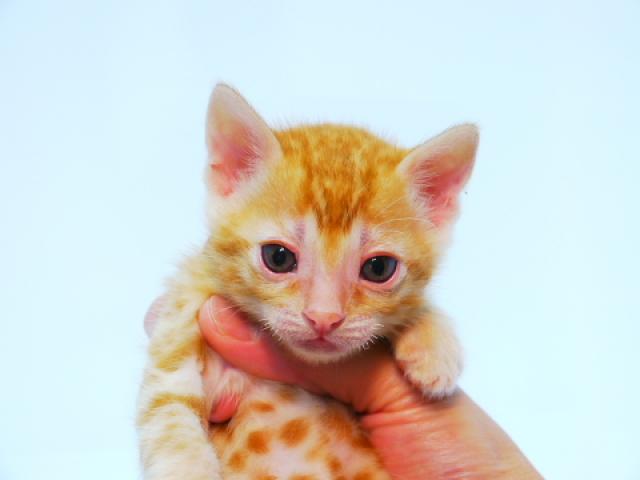 ベンガル ゴールド・スポット☆