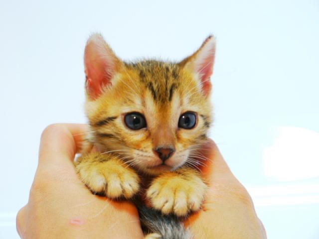 ベンガル ブラウン・スポット☆