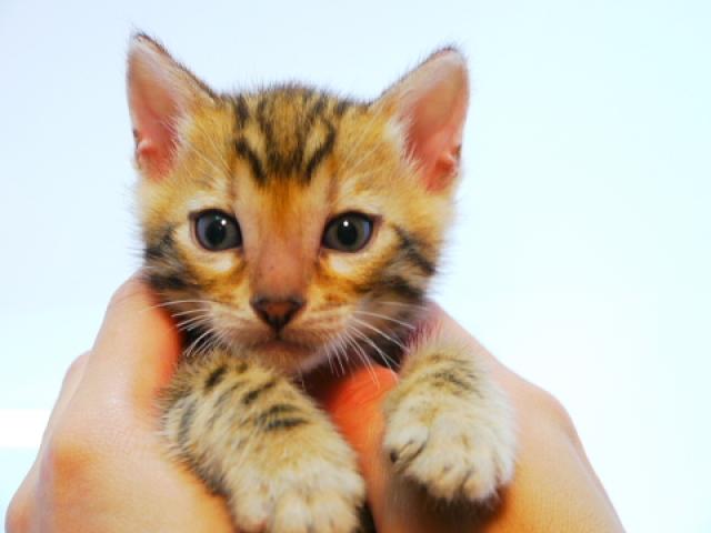 ベンガル　ブラウン・スポット☆