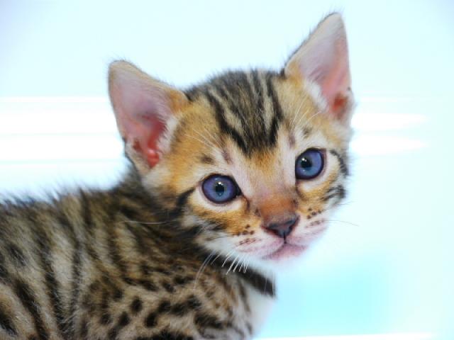 ベンガル ブラウン・スポット☆