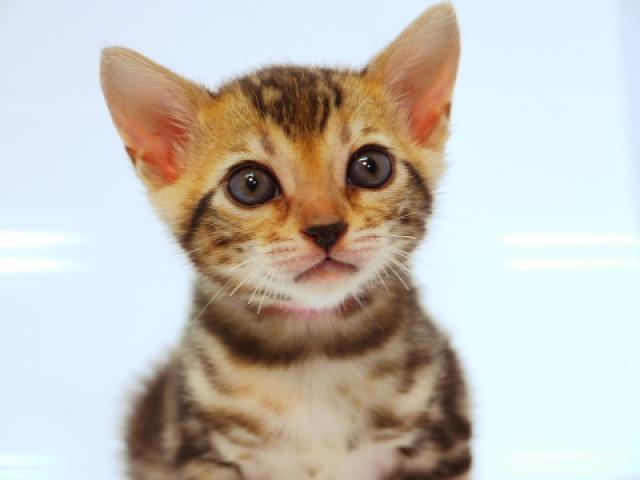 ベンガル ブラウン・スポット☆