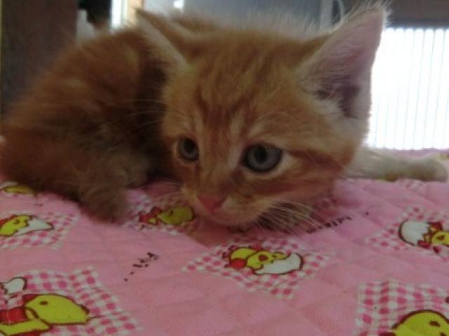 スコティッシュフォールド