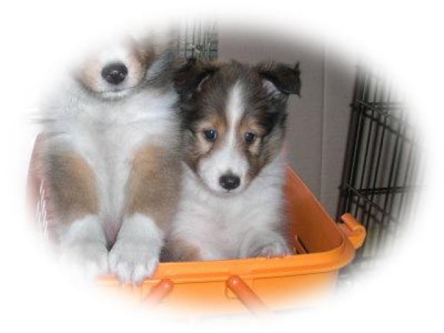 シェットランドシープドッグ