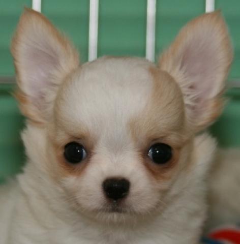 チワワ（ロングコート）