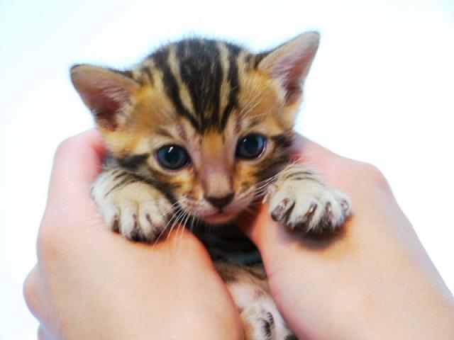 ベンガル　　ブラウン・スポット☆