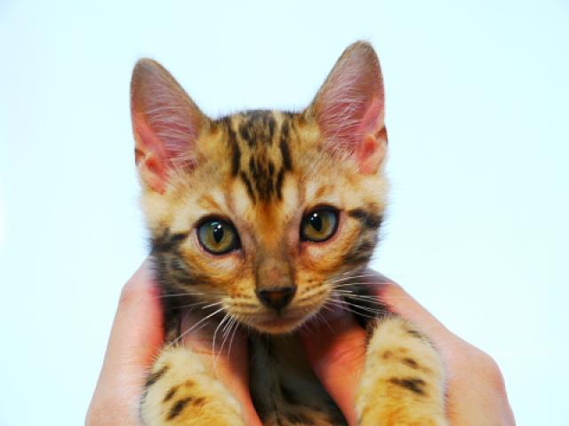 ベンガル ブラウン・マーブル☆