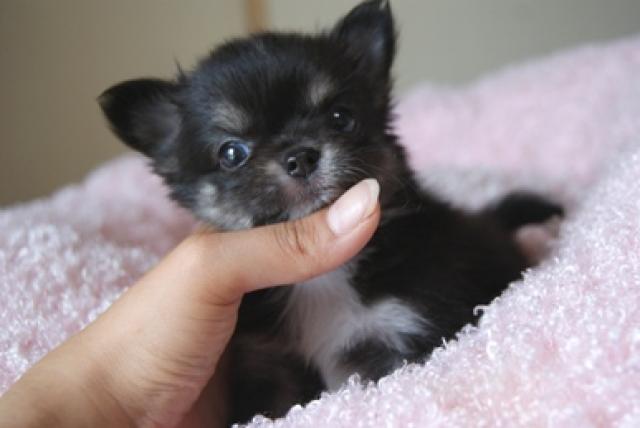 チワワ（ロングコート）