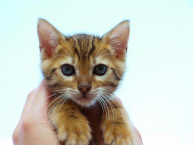 ベンガル ブラウン・スポット☆