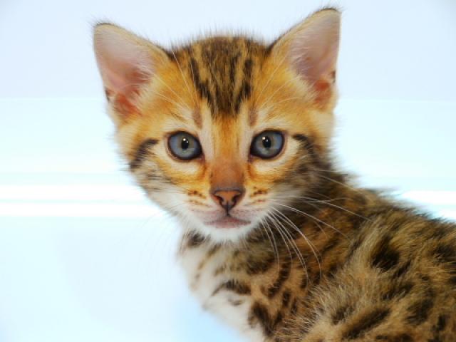 ベンガルブラウン・スポテッド・タビー