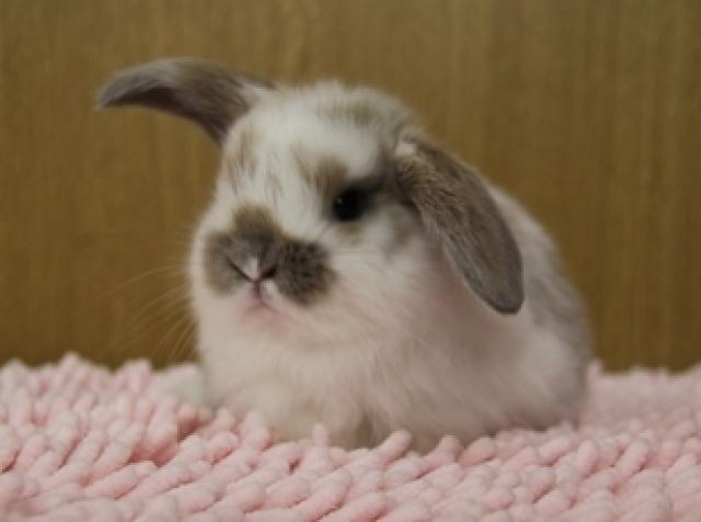 純血ホーランドロップ 【ARBA形式血統書付き】