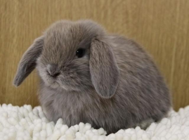 純血ホーランドロップ 【ARBA形式血統書付き】